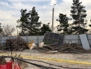 “Ўзларидан подшоҳ ясаб олган, валломат”. Тошкент марказида яна дарахтлар йўқ қилинмоқда (видео)