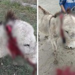 Eshakning qulog‘ini kesgan shaxs qamaldi