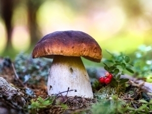 Финляндиядаги қўзиқоринларда Чернобиль ҳалокати излари аниқланди