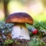 Finlyandiyadagi qo‘ziqorinlarda Chernobil halokati izlari aniqlandi