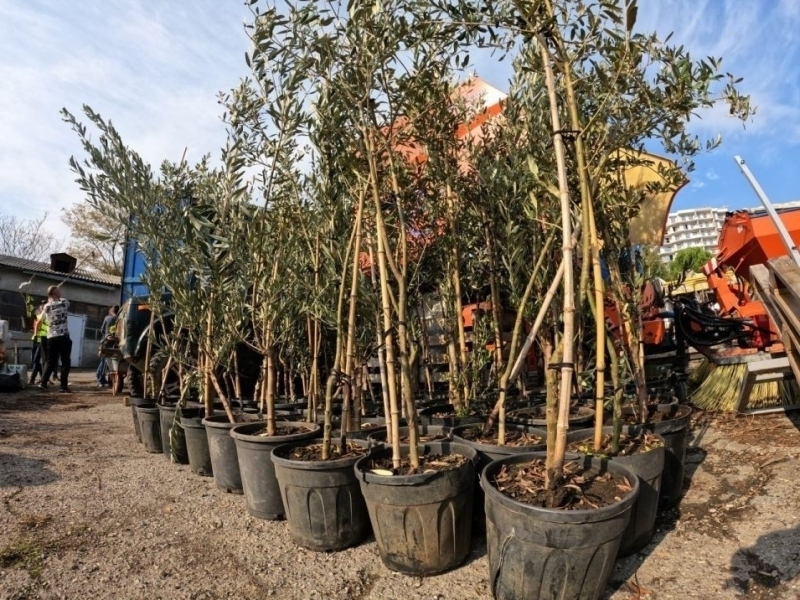 Qirg‘iziston O‘zbekistonning 80 mingdan ortiq ko‘chatini qaytarib yubordi