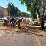 Toshkentda yana daraxtlar “qirildi”