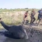 Camel rescued after getting stuck in a swamp in Karakalpakstan