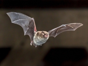 Braziliyadagi ko‘rshapalaklarda yangi virus aniqlandi