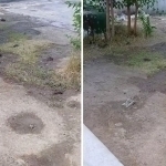 Why does the rat population increase in Tashkent?