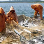 2022 yilda yirik baliqchilik loyihalariga 20 million yevro tikiladi