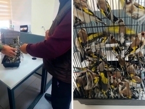 Кийимининг ичига 30 бош қушни яширган “уддабурон” фош этилди