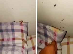 Cockroaches spread in the children's hospital in Kashkadarya