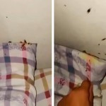 Cockroaches spread in the children's hospital in Kashkadarya