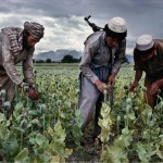 Tojikiston-Afg‘oniston chegarasida 10 tonnadan ortiq narkotik modda musodara qilindi