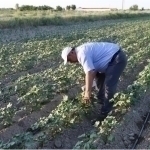 Cotton will be planted next year in Fergana