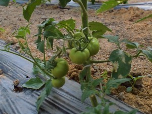 A new variety of tomato has been invented in Uzbekistan