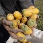 Cabzi narxi 4-5 baravar pasaydi. U yana kimmatlashi mumkinmi?