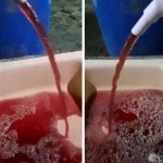 Toshkent viloyatida jo‘mrakdan ichimlik suvi o‘rniga qon oqqaniga izoh berildi