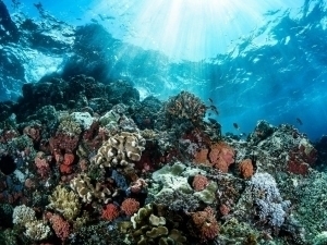 Дунё океанини ҳимоя қилиш бўйича тарихий келишув кучга кирди