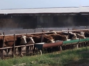 Qibrayda birovning 37 ta molini pullab yuborganlar ushlandi 