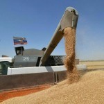 It is found that Russian grain has been imported into Uzbekistan under the guise of Kazakhstani products