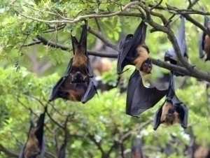 Нипаҳ вирусидан ўлим даражаси 75 фоизгача баҳоланмоқда