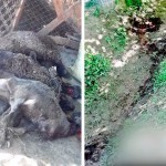 Самарқандда бир гуруҳ шахслар фуқаронинг қўйларини сўйиб, унга таҳдид қилди (видео)