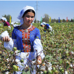 Paxtaga safarbarlik e’lon qilingan, harbiylar ham dalada 