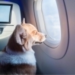 Now, the plane will also have designated space for pets.