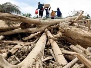 Indoneziyada 900 odam halok bo‘lgan fojiaga daraxt kesilishi sabab bo‘lgani aytilmoqda