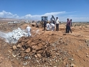 360 sheep perished in Surkhandarya as a consequence of a severe flood