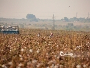 Ministry of agriculture responds to allegations of pressure on farmers in Uzbekistan