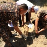 Samarqandda 55 yillik daraxtlar kesib tashlandi