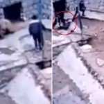 Ҳайвонот боғида айиқ ишчини ўлдиргани видеоси эълон қилинди