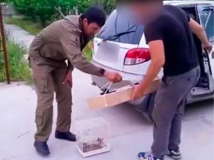 Оҳангаронда булбул овлаган шахс жаримага тортилди