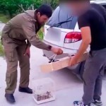 Ohangaronda bulbul ovlagan shaxs jarimaga tortildi