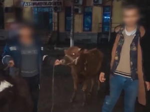 Самарқандда 10 бош қорамолни ўғирлаган жиноий гуруҳ аниқланди