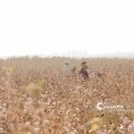 Case was initiated against the cotton cluster in Kashkadarya