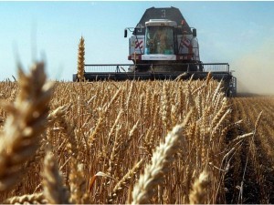 Uzbekistan becomes one of the leading countries in terms of grain production