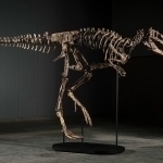 Nanotirannus skeleti 47,3 mln dollarga sotildi