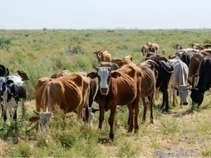 Uzbekistan establishes requirements for animal identification