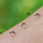 Yevropa chikungunya virusi o‘chog‘iga aylanishi mumkin