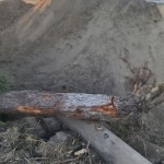 Buxoroda 4 tup daraxt kesgan rahbar jarima va 400 tup ko‘chat ekish bilan jazolandi