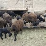 Oqsil kasalligi tufayli chorvachilikda sanitariya oyligi e’lon qilindi