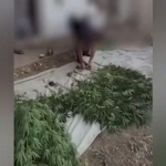 Тошкентда ҳовлисида 28 туп наша эккан эркак ушланди (видео)