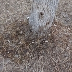 Тошкентда дарахтларни қуритиш учун уларнинг тагига машина мойи қуйишди