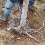 Farg‘onada hokimlik vakilining topshirig‘i bilan 270 tup daraxt noqonuniy ko‘chirildi
