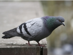 Hindistonda politsiya kabutarni hibsga oldi 