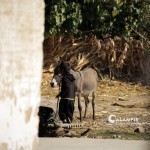 O‘zbekistonda Xitoy tajribasi: kambag‘allikni qisqartirish bo‘yicha 18 ta yo‘nalishda loyihalar tayyorlandi