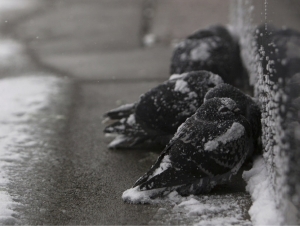 АҚШда қор бўрони сабаб камида 7 киши ҳалок бўлди