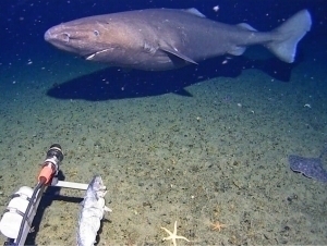 Илк бор Антарктика сувларида акула қайд этилди