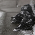 AQSHda qor bo‘roni sabab kamida 7 kishi halok bo‘ldi