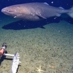 Илк бор Антарктика сувларида акула қайд этилди