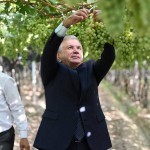 Mirziyoyev Farg‘onada uzumzorlarni aylandi (foto+video)